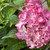 Hydrangea macrophylla SSD Hamptons 278222